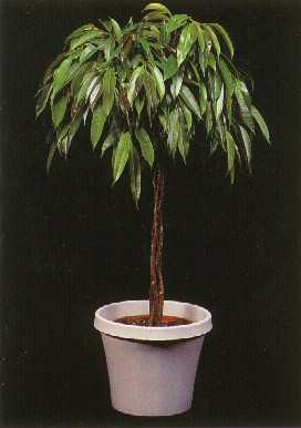 راهنمای نگهداری و پرورش گل و گیاهان زینتی - بنجامین آمستل